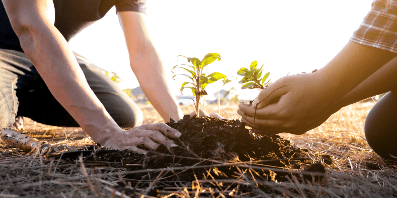 People planting a tree for sustainability