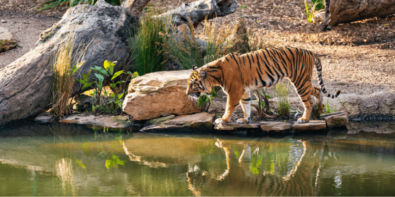 Image of tiger in zoo